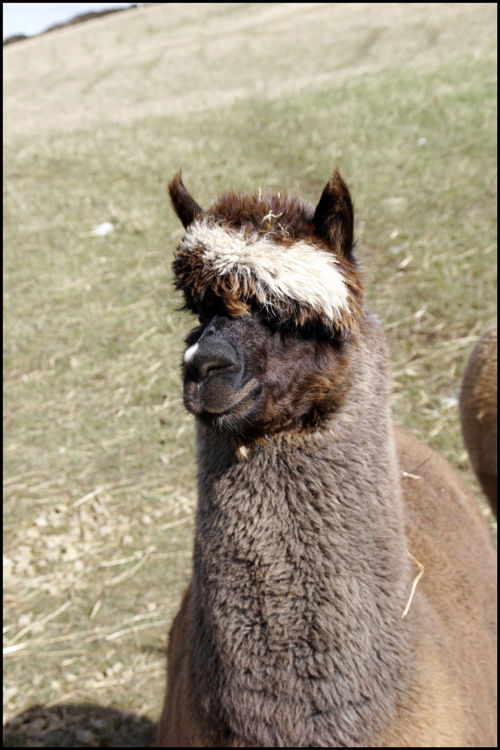 Bosley, one of our stud males
