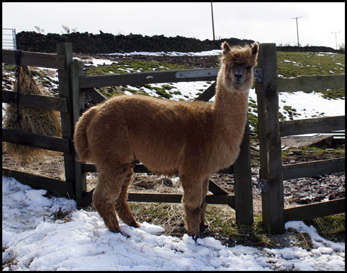Gavin, our beautiful stud male