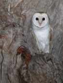 Eastern Barn Owl, Balliang