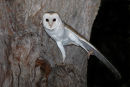 Eastern Barn Owl, Balliang