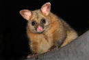 Common Brushtail Possum, Ripley