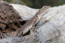 Jacky Lizard, Woodlands Park, Tullamarine