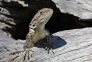 Jacky Lizard, Woodlands Park, Tullamarine