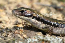 Water Skink, Warrandyte 