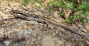 Water Skink, Warrandyte 
