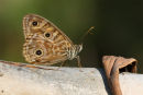 Ringed Xenica, Warrandyte