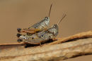 Wingless Grasshoppers, Warrandyte