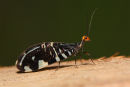Osmylid Lacewing, Werribee