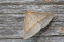 Triangle Moth, Werribee