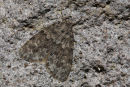 Geometrid Moth, Werribee