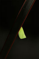 Green Plant Hopper, Werribee