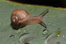 Garlic Snail, Werribee