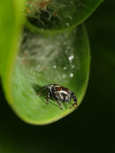 Jumping Spider, Williamstown