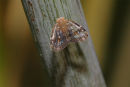 Passion Vine Hopper, Williamstown
