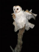 Eastern Barn Owl, Balliang