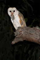 Eastern Barn Owl, Balliang