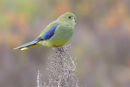 Blue-winged Parrot, Torquay