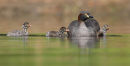 Australasian Grebe, Point Cook