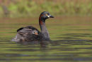 Australasian Grebe, Point Cook