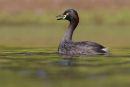 Australasian Grebe, Point Cook