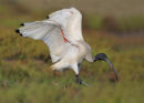 Australian White Ibis, Williamstown