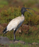 Australian White Ibis, Williamstown