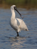 Royal Spoonbill, Williamstown