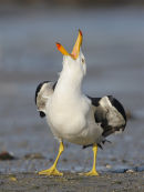 Pacific Gull, Altona