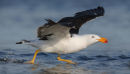 Pacific Gull, Altona