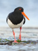 Pied Oystercatcher, Altona