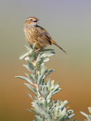 Striated Fieldwren, Werribee