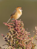 Golden-headed Cisticola, Werribee
