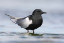 White-winged Black Tern, Point Wilson