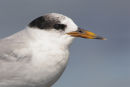 Fairy Tern, Point Wilson