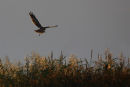 Swamp Harrier, Werribee