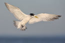 Crested Tern, Werribee