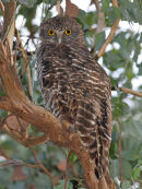 Powerful Owl, Warrandyte