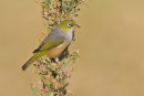 Silvereye, Point Cook