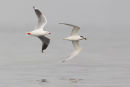 Silver Gull vs. Crested Tern, Point Kirk