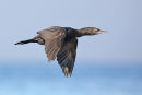 Little Black Cormorant, Point Cook