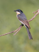 Restless Flycatcher, Eynesbury