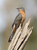 Fan-tailed Cuckoo, Eynesbury
