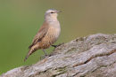 Brown Treecreeper, Eynesbury
