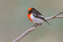 Red-capped Robin, Woodlands Historic Park, Greenvale