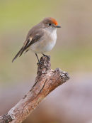 Red-capped Robin, Woodlands Historic Park, Greenvale