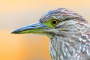 Nankeen Night Heron, Melbourne Botanical Gardens