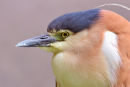 Nankeen Night Heron, Melbourne Botanical Gardens