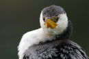 Little Pied Cormorant, Melbourne Botanical Gardens