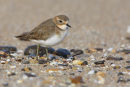 Double-banded Plover, Bellarine Peninsula