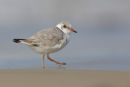 Hooded Plover, Bellarine Peninsula